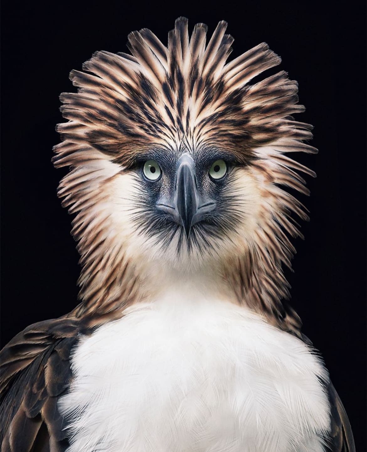 Philippine Eagle
